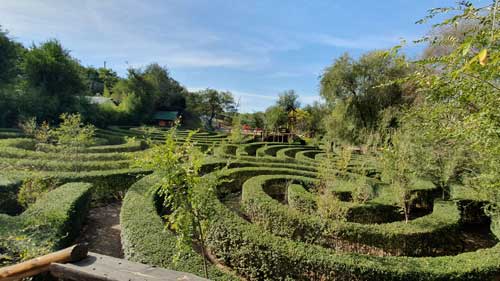 Laberinto de ligustrinas en Córdoba,Argentina